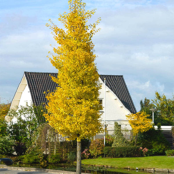 We did not find results for: Princeton Sentry Columnar Ginkgo Trees For Sale Fastgrowingtrees Com