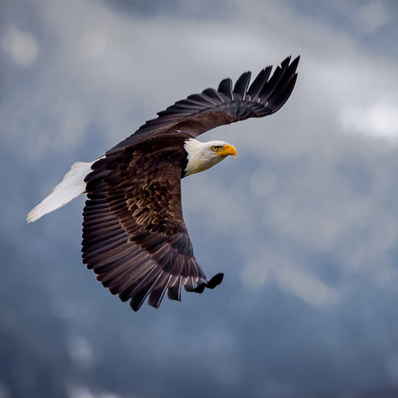 Bald Eagle. Photo: Don Berman/Audubon Photography Awards