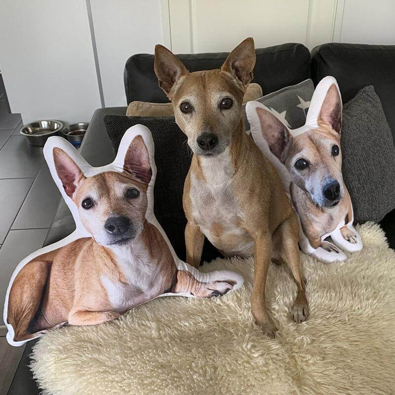 Custom pet pillows make a perfect gift to give during any occasion, such as birthdays, holidays, anniversaries, and more! Custom Pet Pillows Customer Pet Cushions Pet Pillows 50 Off Petmize