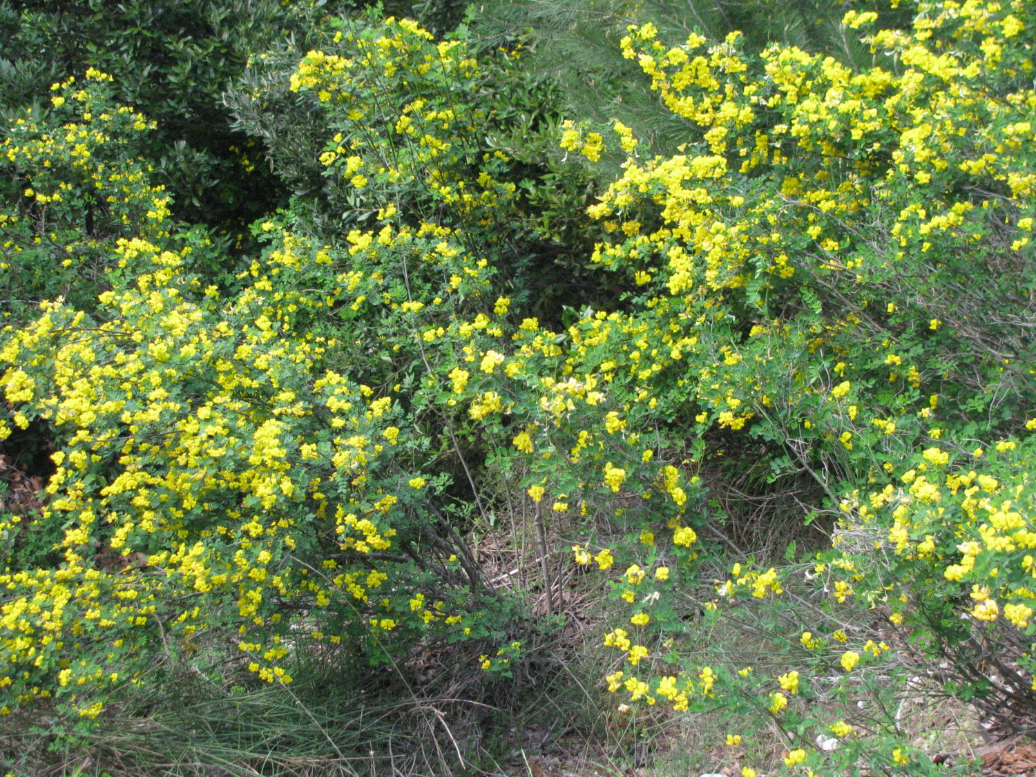 Comunemente noto come gelsomino giallo o gelsomino della carolina, per i fiori gialli dall'odore di gelsomino, il gelsemio o gelsemium sempervirens, è un. Fiori Gialli Macchia Mediterranea Fiori Gialli Macchia Mediterranea Lenzuola Nere Matrimoniali Giada Materassi Materassi Su Misura Roma Fiori Gialli Elenco Camere Da Letto In Arte Povera Piumone Matrimoniale Dimensioni Piante Da Appartamento