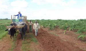 En Horquita se realiza ahora la cosecha de la frutabomba.