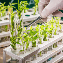 university lab exploring new methods plant breeding closeup