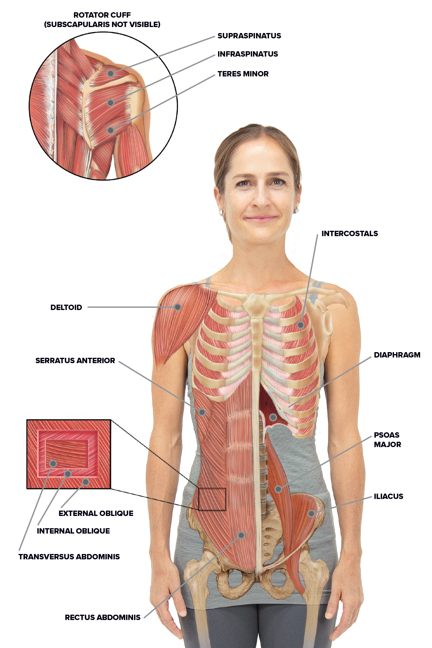 Hip joint is an articulation between the femoral head and the acetabulum of the hip bone. Yoga For Spine Mobility Anatomy Of The Spine And Rib Cage