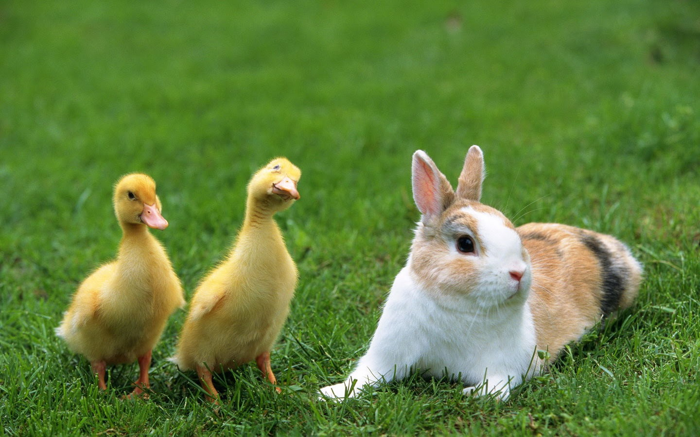 新着うさぎ 画像 可愛い 壁紙 最高の動物画像
