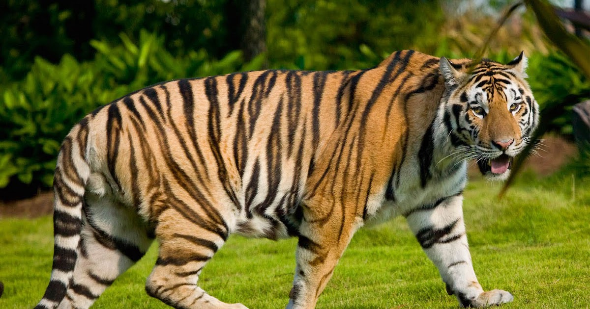 60 Paling Keren Gambar  Hewan Macan 