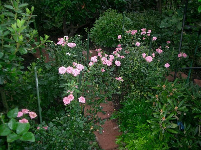 すべての美しい花の画像 50 素晴らしいミニバラ 育て方 地植え