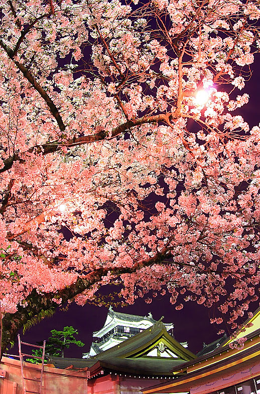 心に強く訴える桜 壁紙 高画質 最高の花の画像
