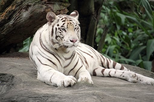 Menakjubkan 15 Gambar Keren Harimau Putih Gudang Gambar HD