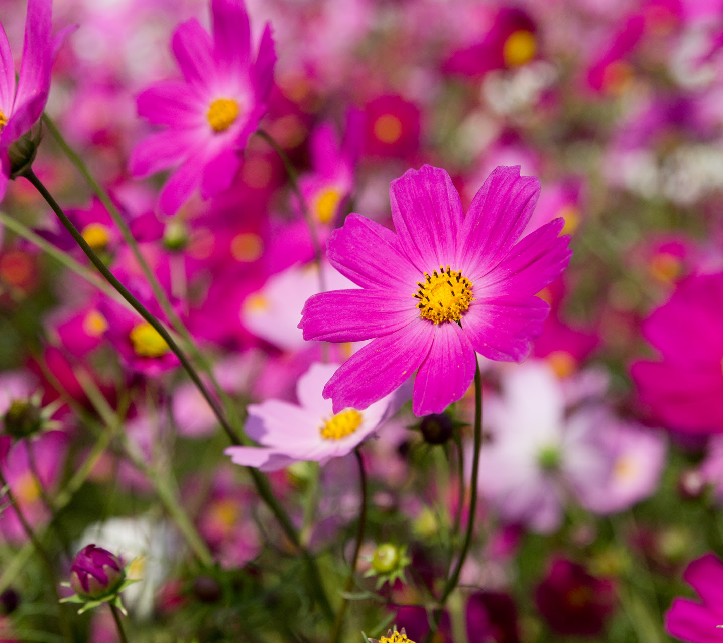 無料壁紙 秋の花