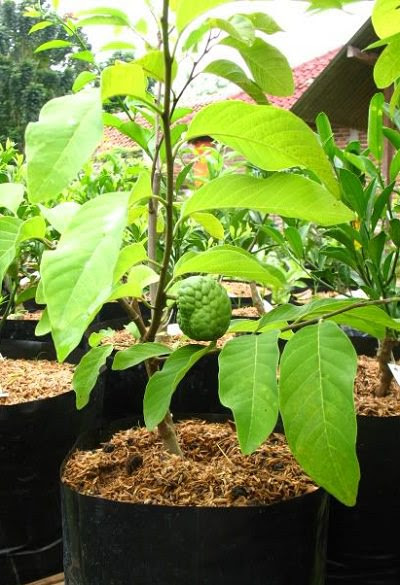 Back to the main map, in the northeast is junkun, the witch. Seedless Atis Lunti We Grow Opportunities