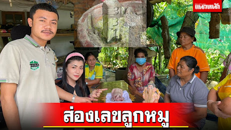 ข่าว Like สาระ - คอหวยแห่ส่องเลข! ลูกหมูเกิดมารูปร่างประหลาดคล้ายช้าง