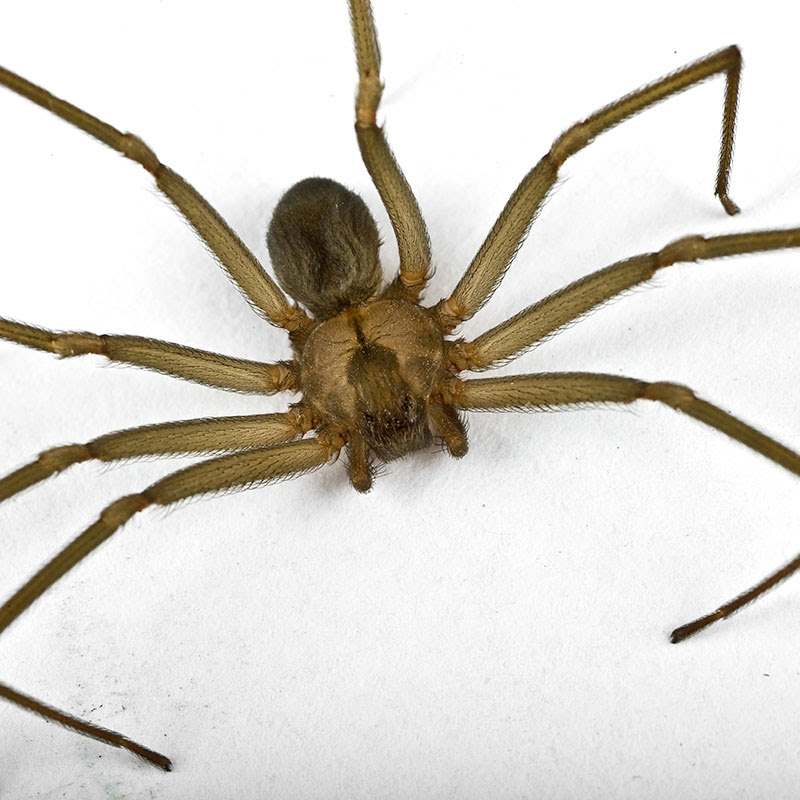 They are vey difficult to treat. Preventing Brown Recluse Spider Infestations Bug Authority Pest Control