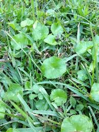 Compare prices & read reviews. Pennywort Dollarweed Hudson Wi Lawn Care Services