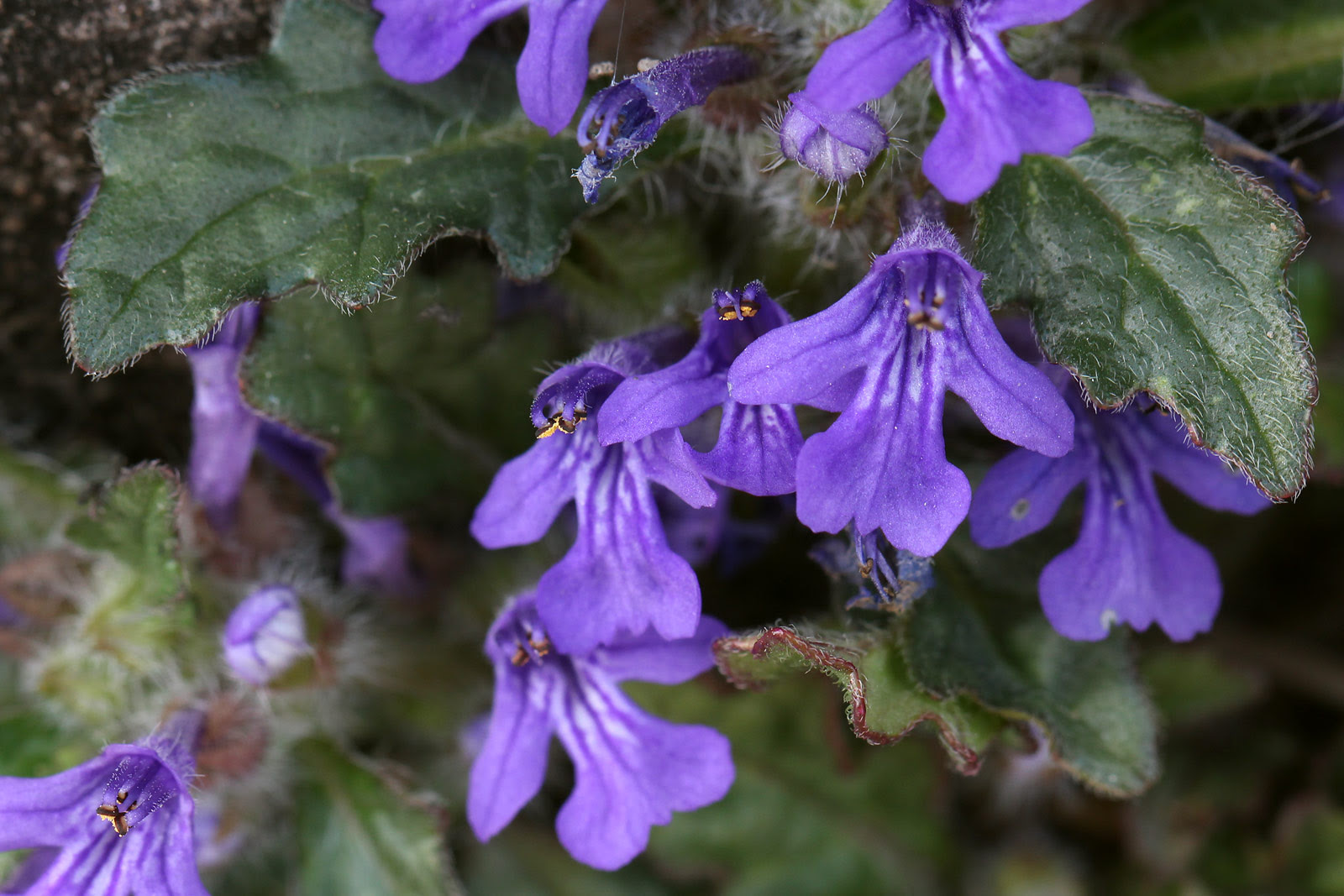 最高キランソウ 花 言葉 すべての美しい花の画像