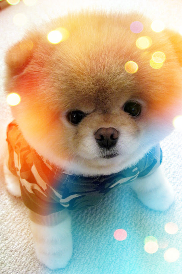 最高スマホ 壁紙 犬 アニメ画像