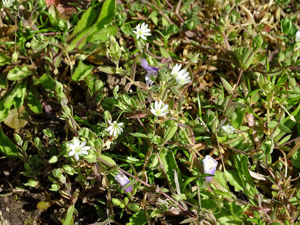 綺麗な白い 小さい 雑草 花 すべての美しい花の画像