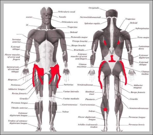 The main functions of the quads are flexion (bending) of the hip and extension (straightening) of the knee. Anatomy Of Lower Back And Hip Anatomy Drawing Diagram