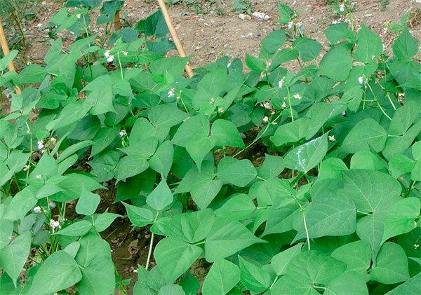 Feijoeiros