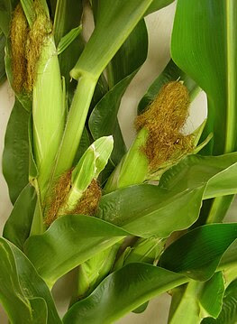 GreenCorn.JPG, From WikimediaPhotos