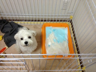 √ 犬 トイレ 砂 食べた 105509-犬 トイレ 砂 食べた