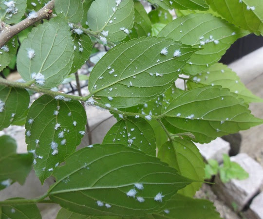 上 アブラムシ 白い虫 アブラムシ 白い虫