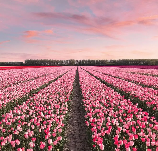 Menakjubkan 11 Gambar Pemandangan Bunga Tulip Gambar Menakjubkan 11 Gambar Pemandangan Bunga Tulip Gambar