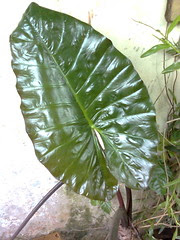 Jue Various: Tempahan Benih Semaian ( Buah , Bunga , Herba )