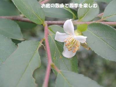 画像 ヒメシャラ シャラ の 花 782979
