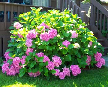 Pg hydrangeas are the only hydrangeas that will form trees. How To Grow And Care For Hydrangea Flower Bush For A Better Garden Follow The Gardener S Network