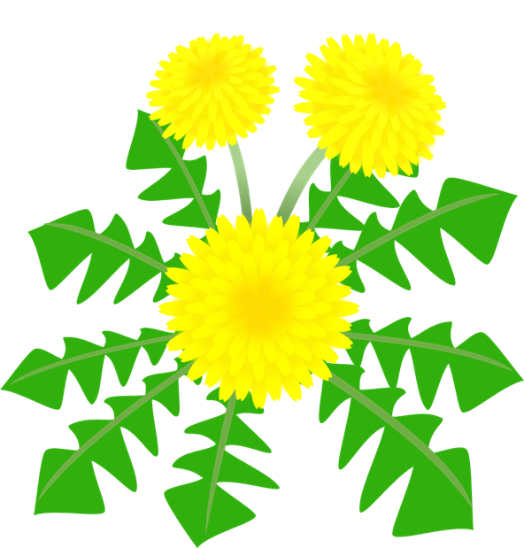 美しい花の画像 75 たんぽぽ イラスト
