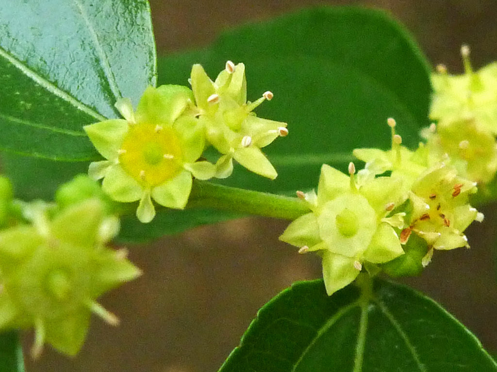 すべての美しい花の画像 最高のなつめ 花