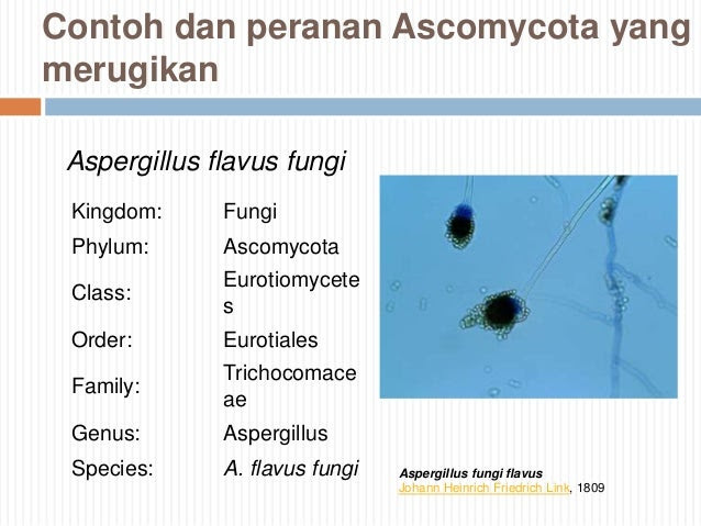 Contoh Hewan Invertebrata Yang Merugikan  Contoh Bass