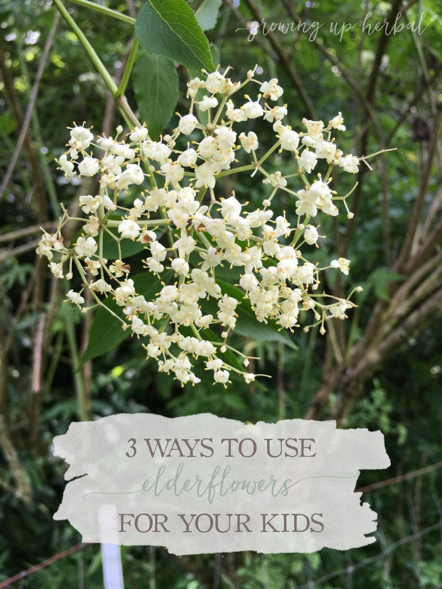 If using illustrated books, look for reputable photos online to make sure you are definitely picking the correct plant. 3 Ways To Use Elder Flower For Your Kids