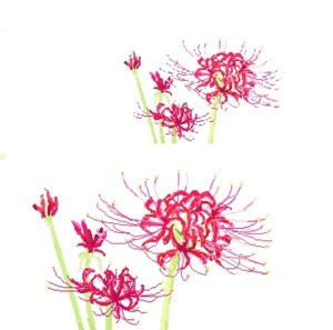 最新 彼岸花 イラスト 書き方 彼岸花 イラスト 書き方