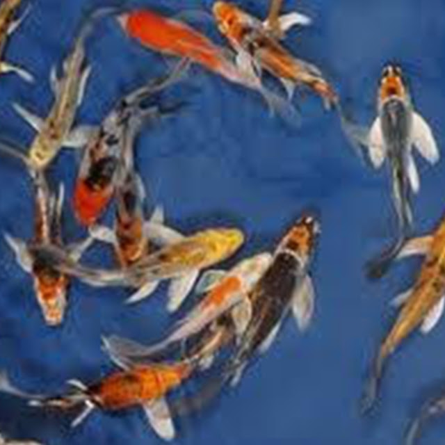 luthfiannisahay: Butterfly Koi Fish Male Or Female