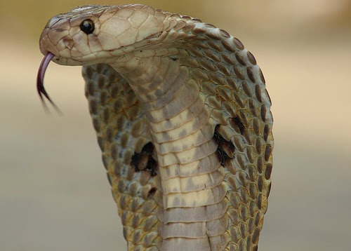 File:Indiancobra.jpg