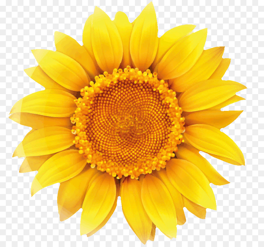 Gambar Bunga  Matahari  Vektor Png 