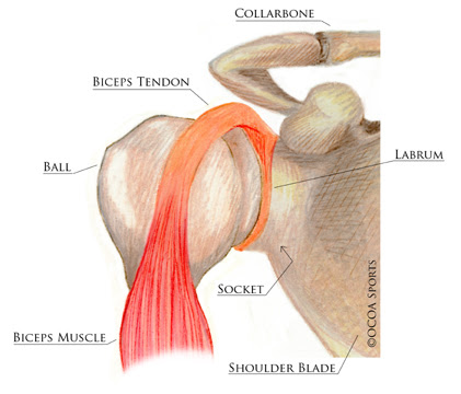Here's how it differs from the others, what the treatments are, and when you might need surgery. Slap Tear Orlin Cohen