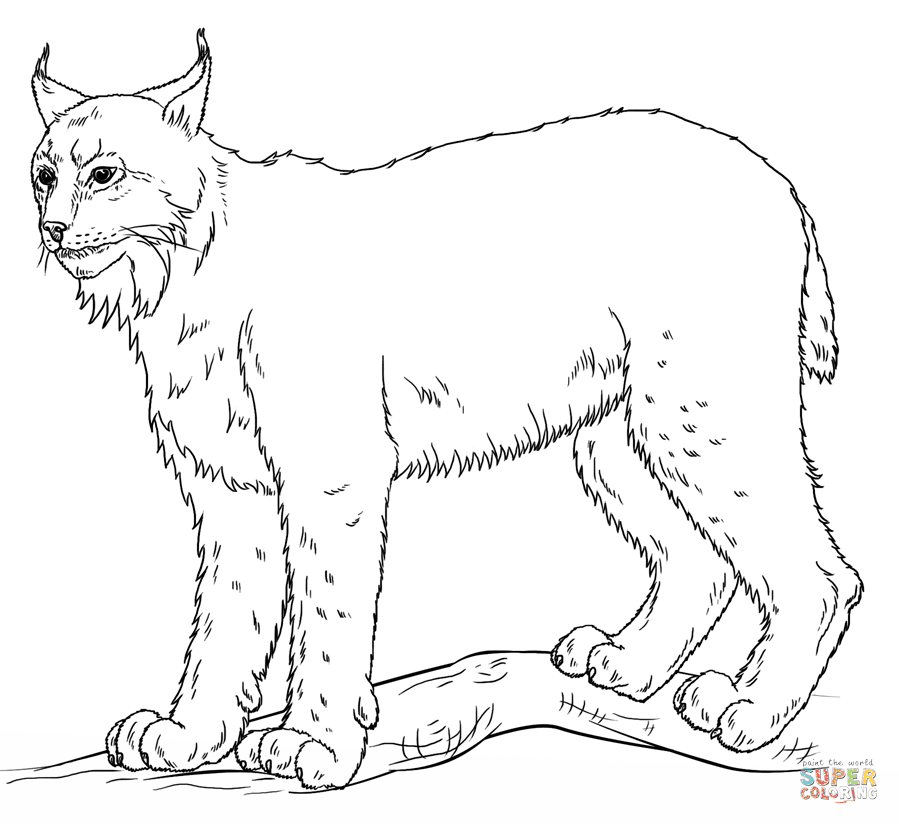 All alien predator coloring pages game download free showing post media cartoon printable kids print. Lynx Coloring Page Free Printable Coloring Pages