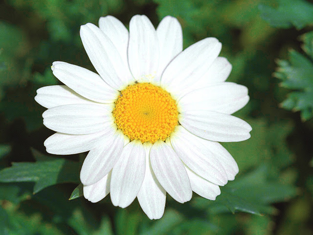 すべての美しい花の画像 最高花言葉 自由