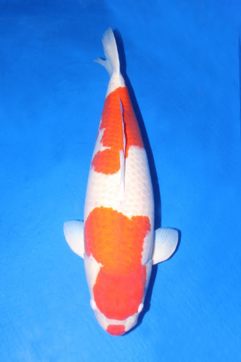 This, however, is not true; Okayama Momotaro Koi Farm Parents Koi
