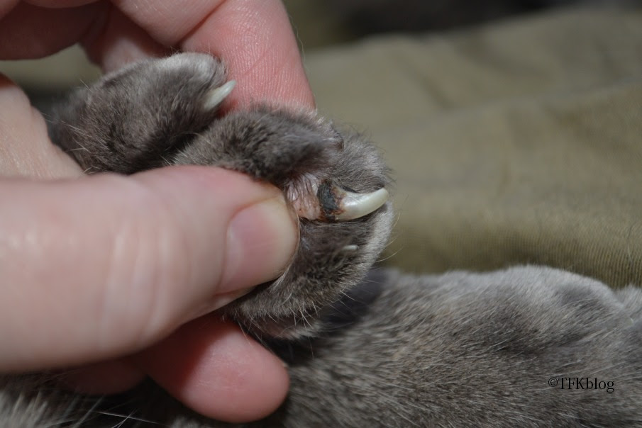 ~Tails from the Foster Kittens~: Cat Owner Questions: What ...