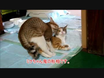 Netyasun 猫兄弟交尾
