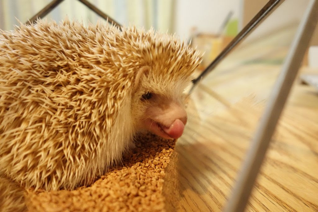最も好ましい ハリネズミ エアコン なし Ikiikukowefgtp
