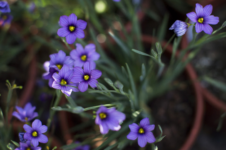 We did not find results for: Slideshow The 13 Best Calif Native Drought Tolerant Plants For Your Garden 89 3 Kpcc