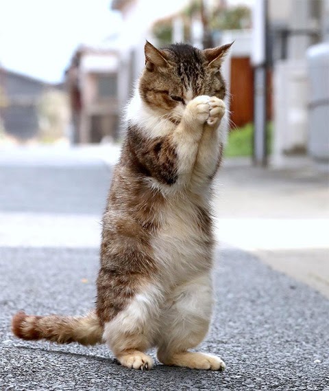 可愛い 面白い 動物 画像 の最高のコレクション 最高の壁紙hd