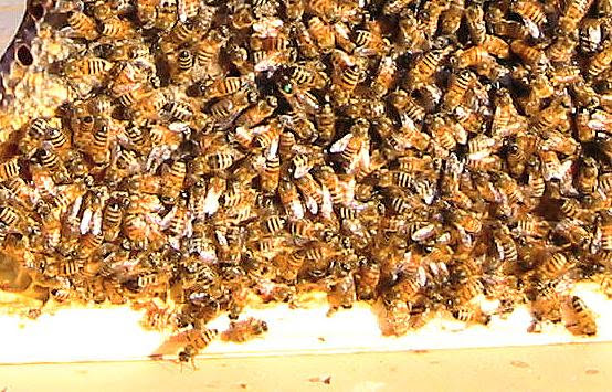 Golden mean bee hive plans | Wood plan