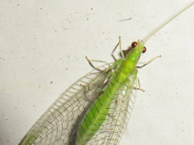 [最も共有された！ √] 緑 小さい虫 大量発生 135849-緑 小さい虫 大量発生