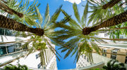 Viewed from below, palm trees rise in front of a high-rise hotel.