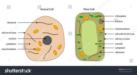 We did not find results for: Labelled Diagram Of An Cell 28 Images 2 3 Eukaryotic Cells Bioninja Eukaryotic Cell Structure Sciencetopia Diagrams Of Plant Cell Printable Diagram Printable Animal Cell Diagram Labeled Unlabeled And Blank Labeled Animal Cell Diagram